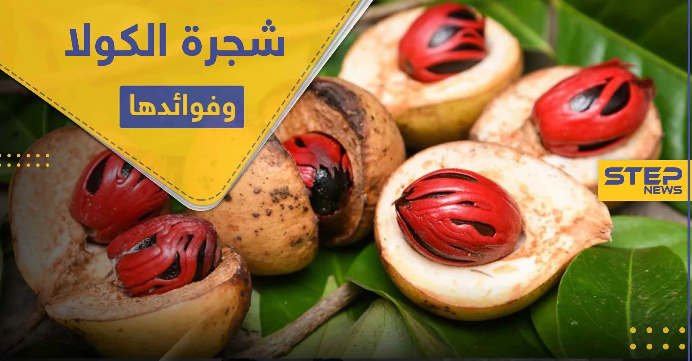 شجرة الكولا المعمرة .. وفوائدها الصحية والعلاجية