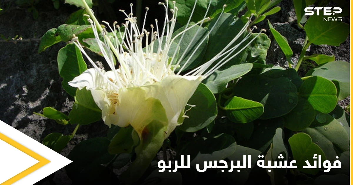 حقيقة فوائد عشبة البرجس للربو ومحاذير استخدامها