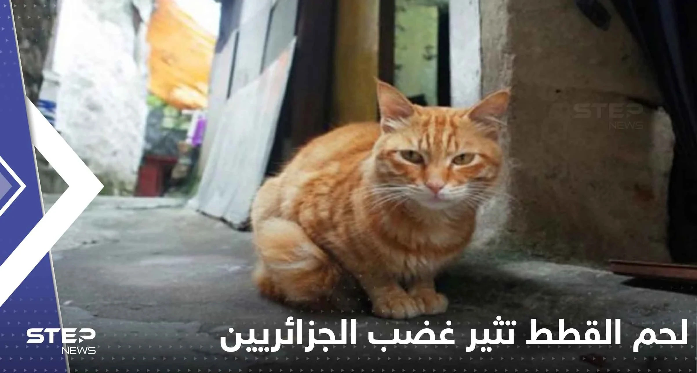 غضب جزائري على وسائل التواصل بعد بيع جزارين لحم القطط على أنها أرانب!