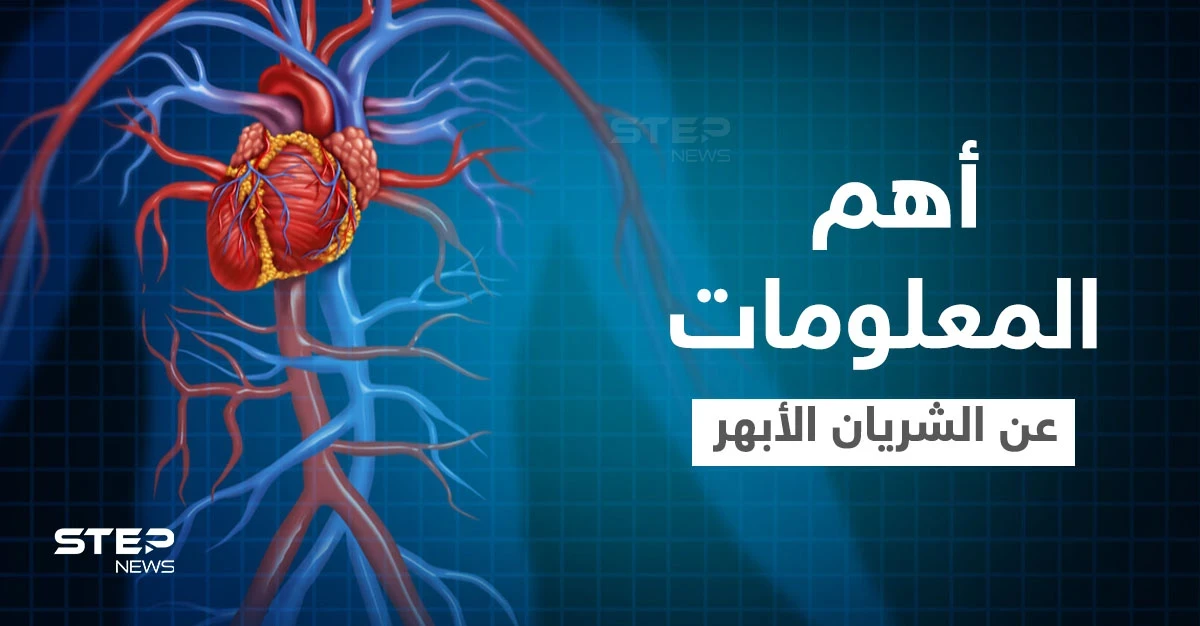 الشريان الأبهر أكبر شريان في الجسم أسباب ضعفه وطرق التخلص من الألم إليك أهم المعلومات