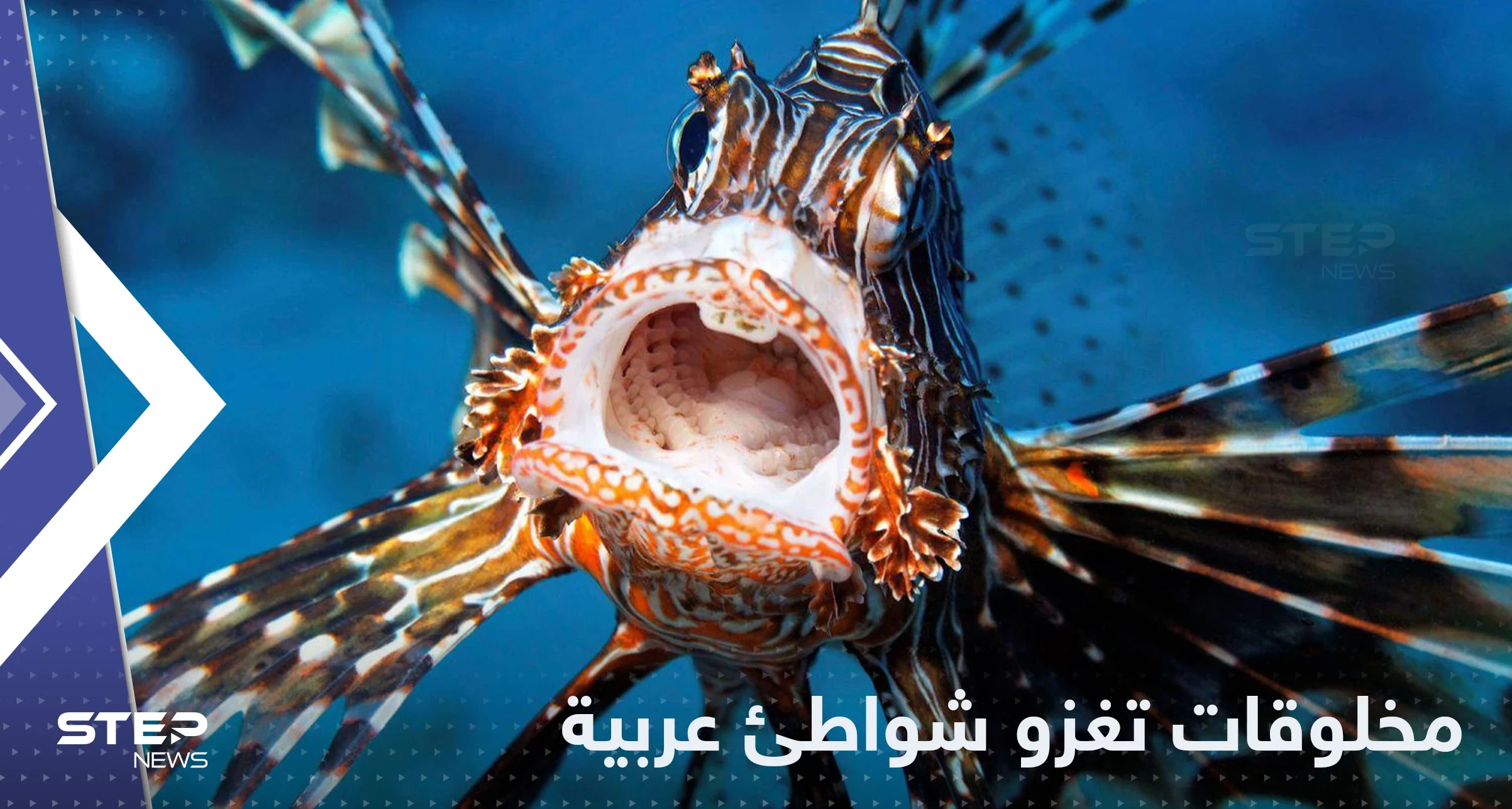 "بعضها خطير".. مخلوقات بحرية غريبة تغزو شواطئ دولة عربية