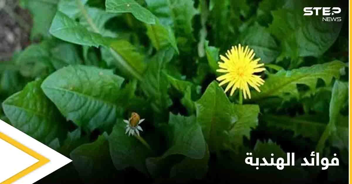 من الصحة إلى الجمال.. تعرف على فوائد الهندبة العديدة