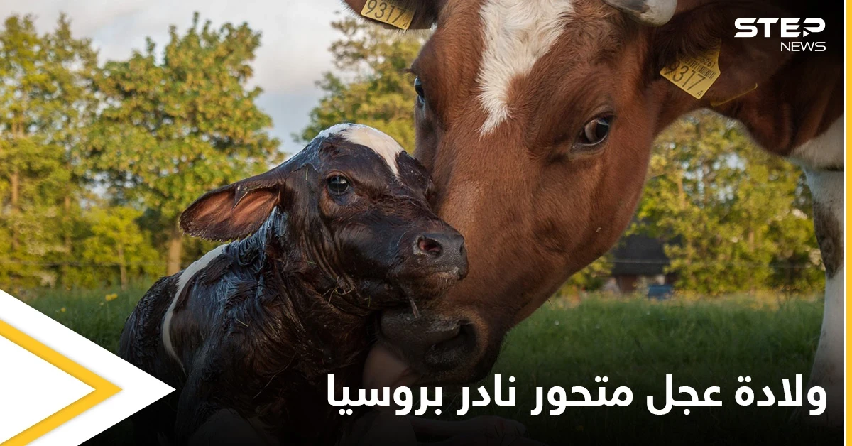 شاهد|| ولادة عجل متحور نادر في روسيا.. له رأسين وجسم خنزير