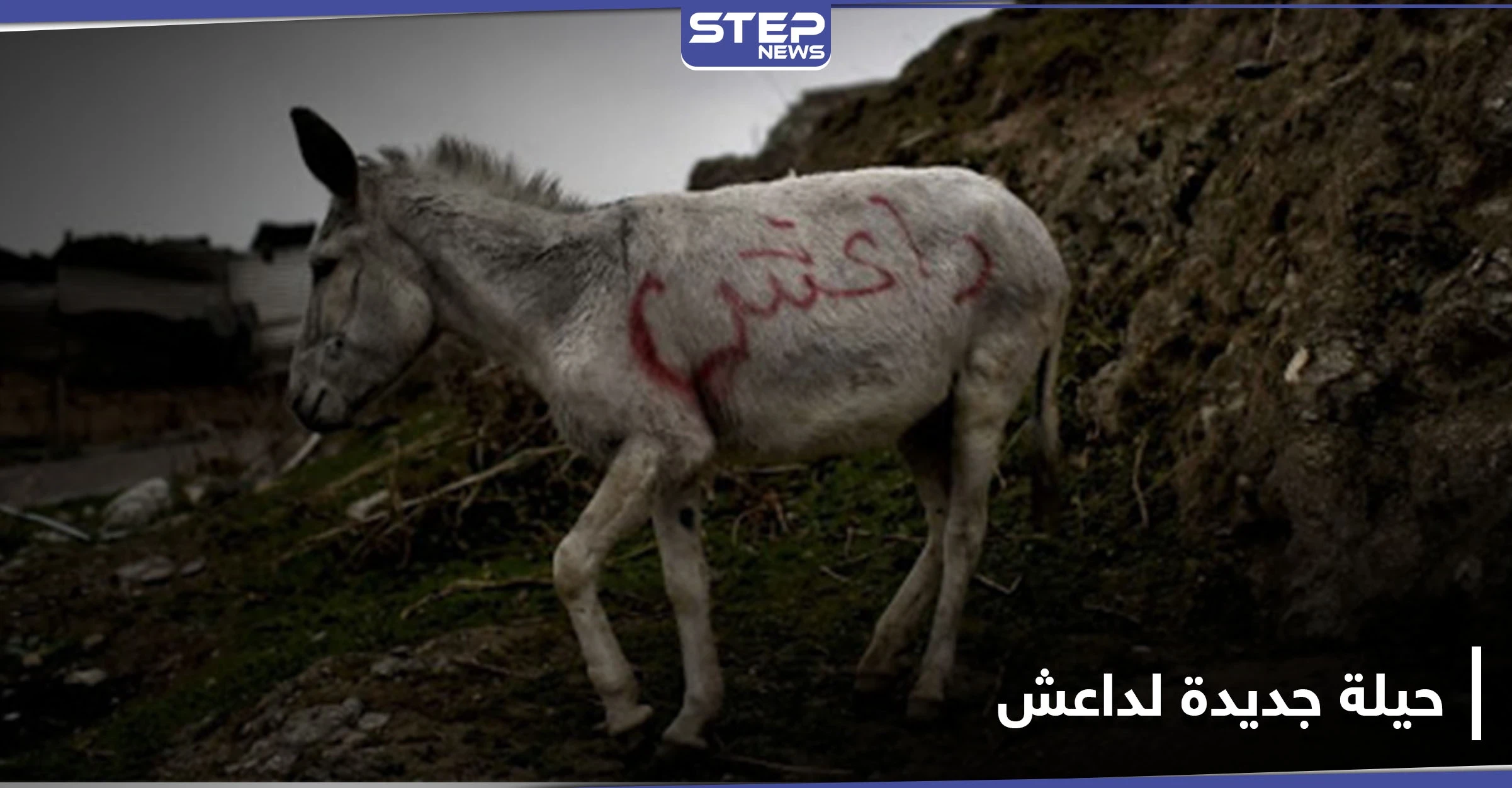 بالحمار المفخخ.. حيلة جديدة يتبعها داعش في عملياته
