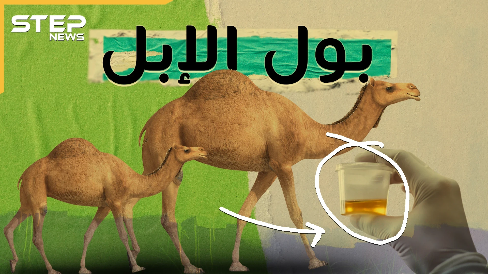 بول البعير ..اتفاق بين سنة وشيعة وتزكية من ابن سينا..ماذا تفعل رشفة من هذا البول!؟