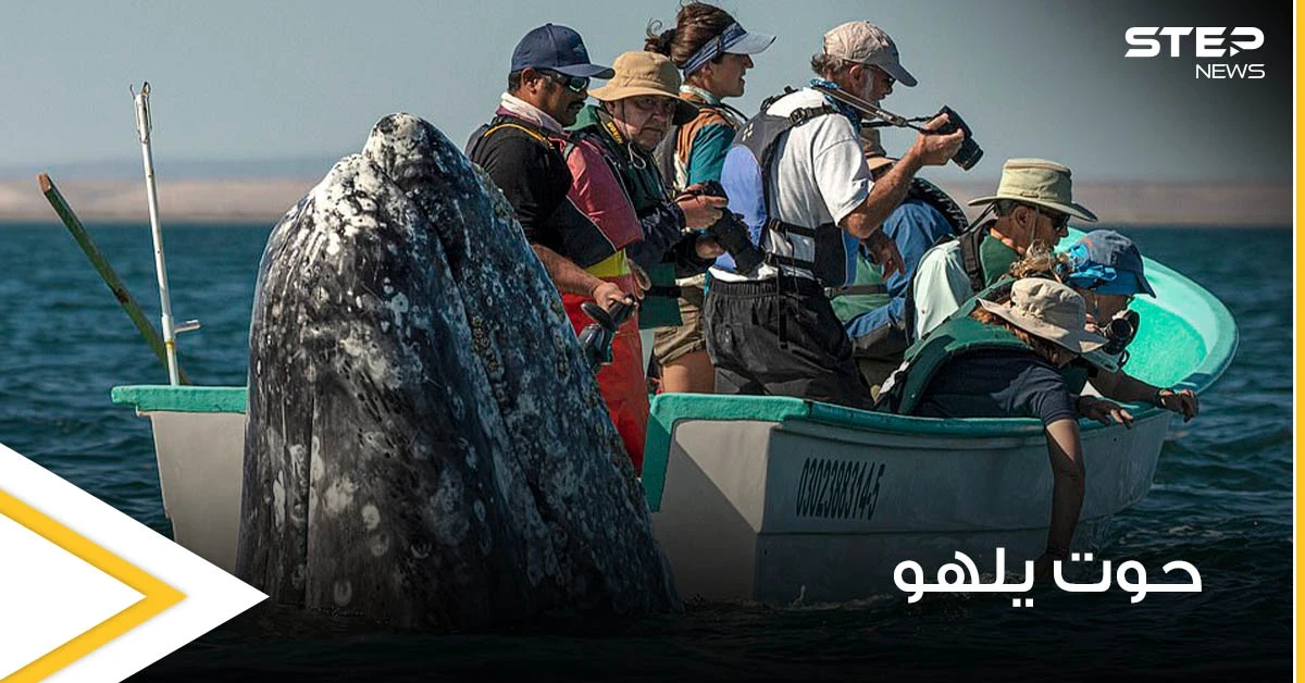 بالصور|| حوت ضخم يمرح مع مجموعة مراقبين ويظهر خلفهم وهم يبحثون عنه بالاتجاه المعاكس