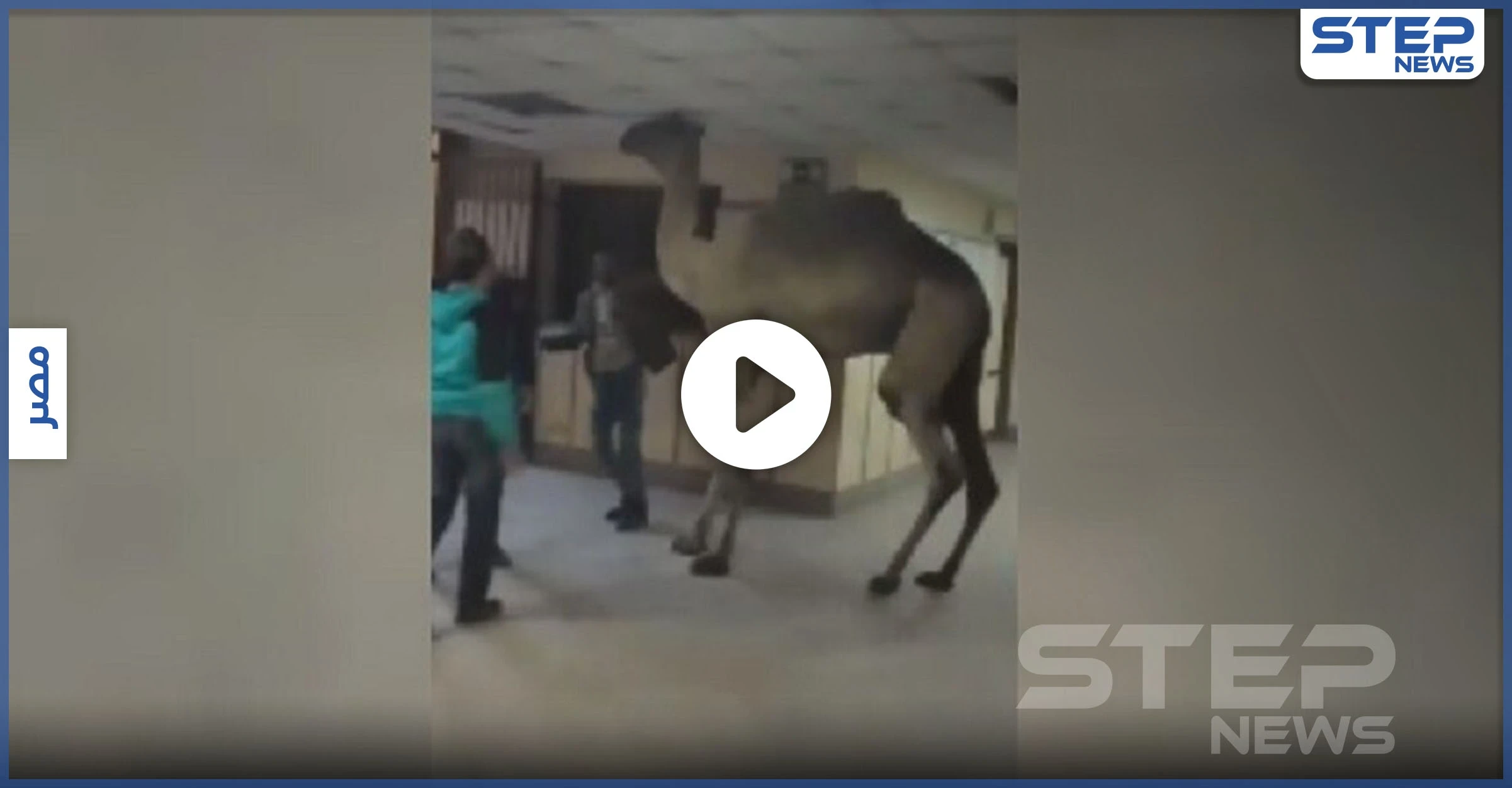 بالفيديو|| اقتحام جمل لمستشفى في مصر يثير ضجة.. والذبح لثورٍ هائج حطم السيارات بشوارع السعودية