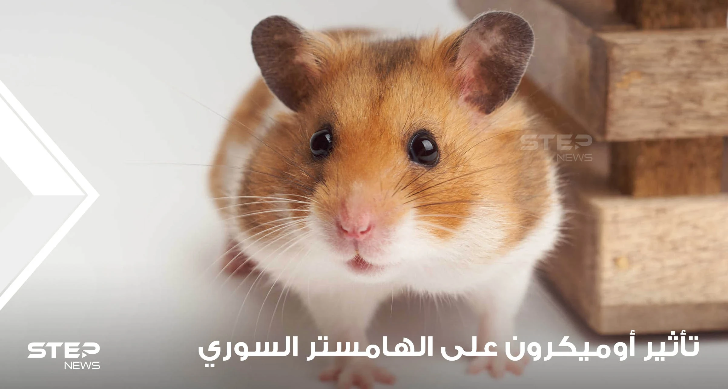 دراسة حديثة تكشف تأثير أوميكرون على الهامستر السوري.. وعلماء يبدون دهشتهم