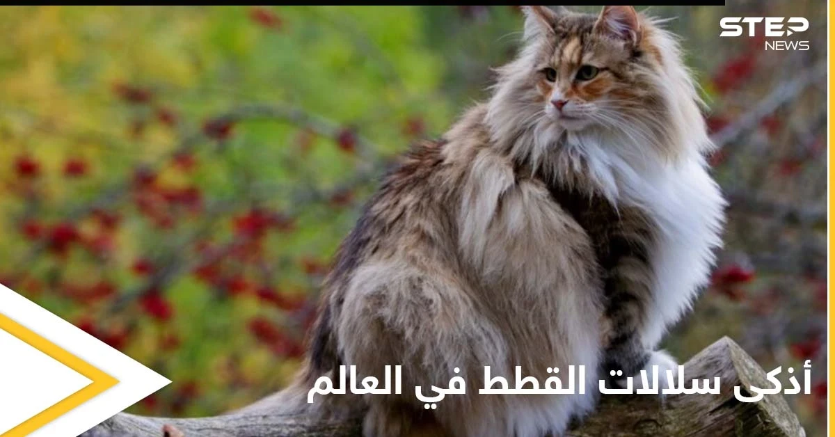 شاهد|| أذكى سلالات القطط في العالم وأندرها وأهم المواصفات التي تميزها