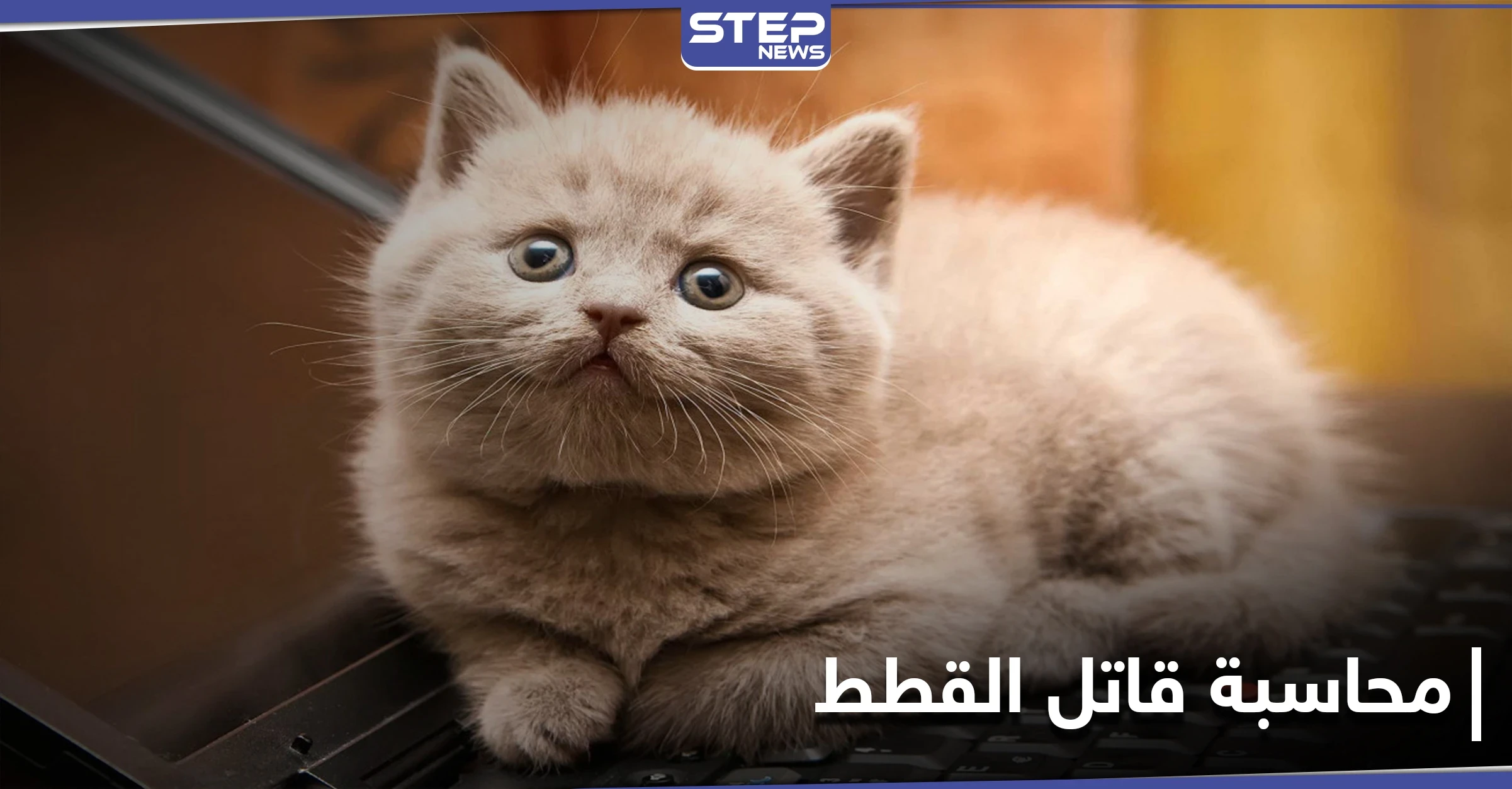 غضب في الكويت بعد قتل قطتين صغيرتين بطريقة مستفزة على يد مواطن ومطالبات بمحاسبته
