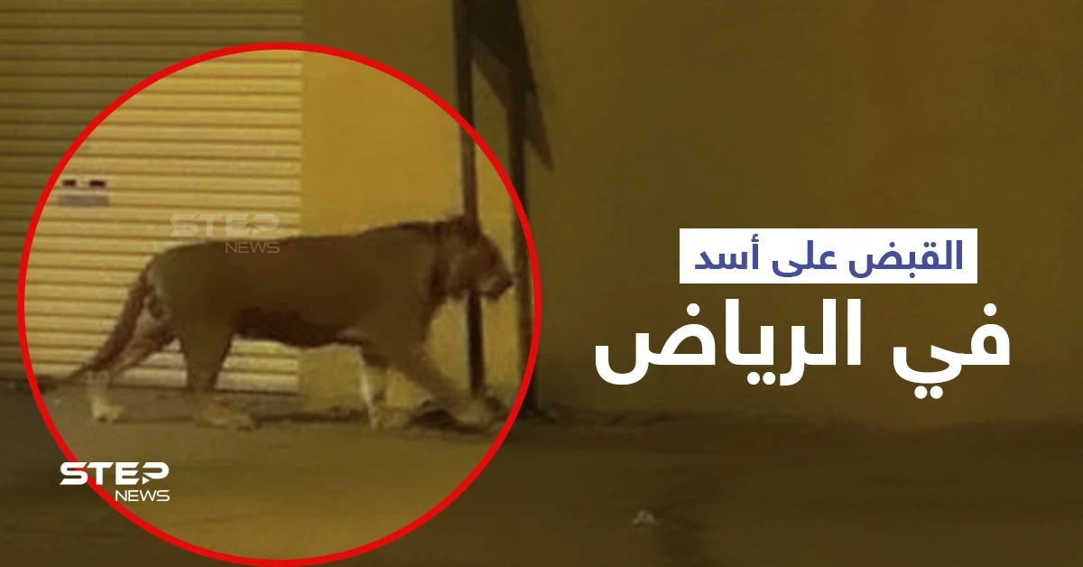 بالفيديو|| القبض على أسد في الرياض أثار الذعر داخل إحدى الأحياء السكنية