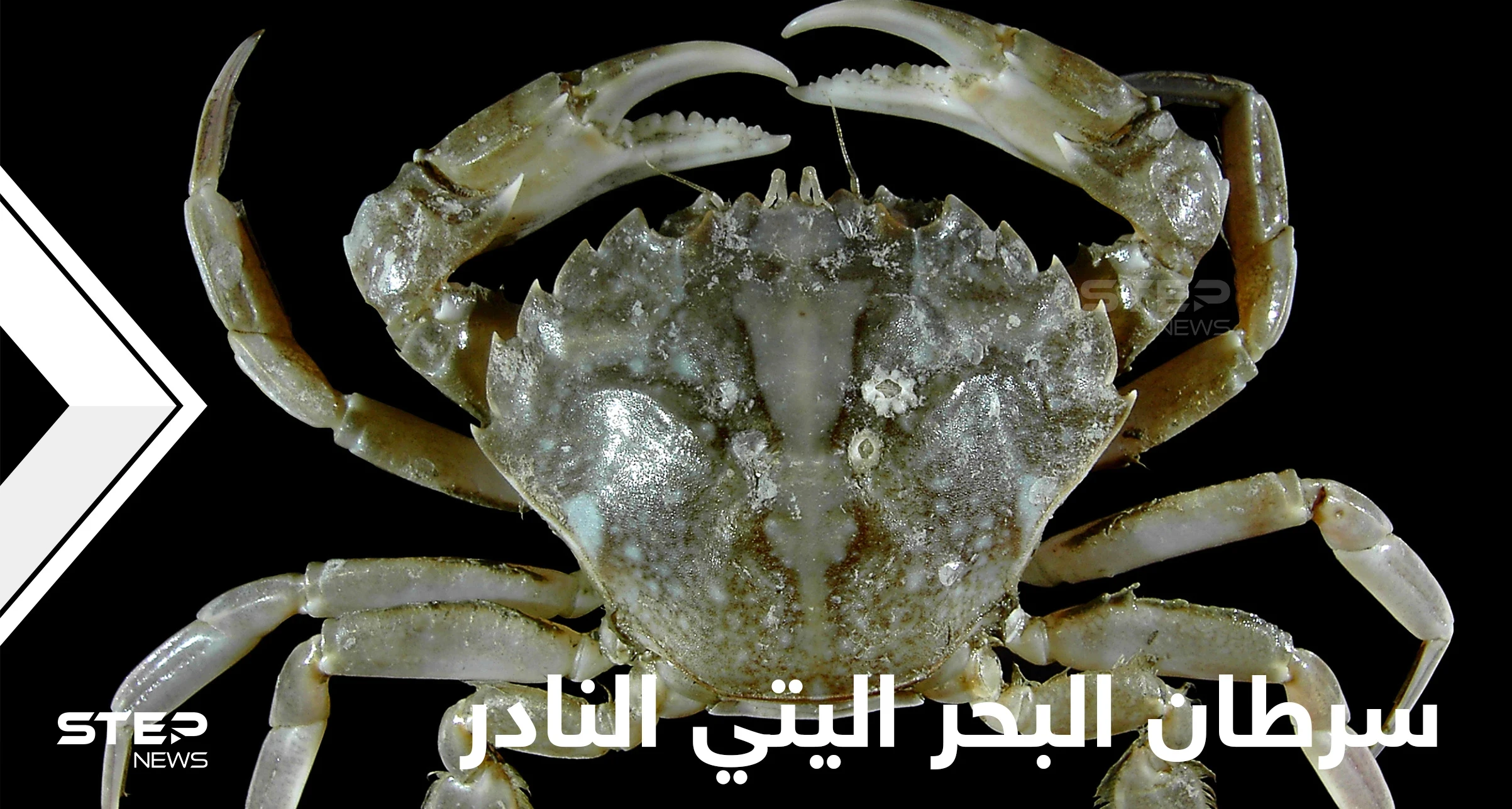 شاهد|| أغرب مخلوقات الأعماق.. سرطان البحر اليتي بأذرعه المخملية وسبب تسميته المطابقة للأساطير