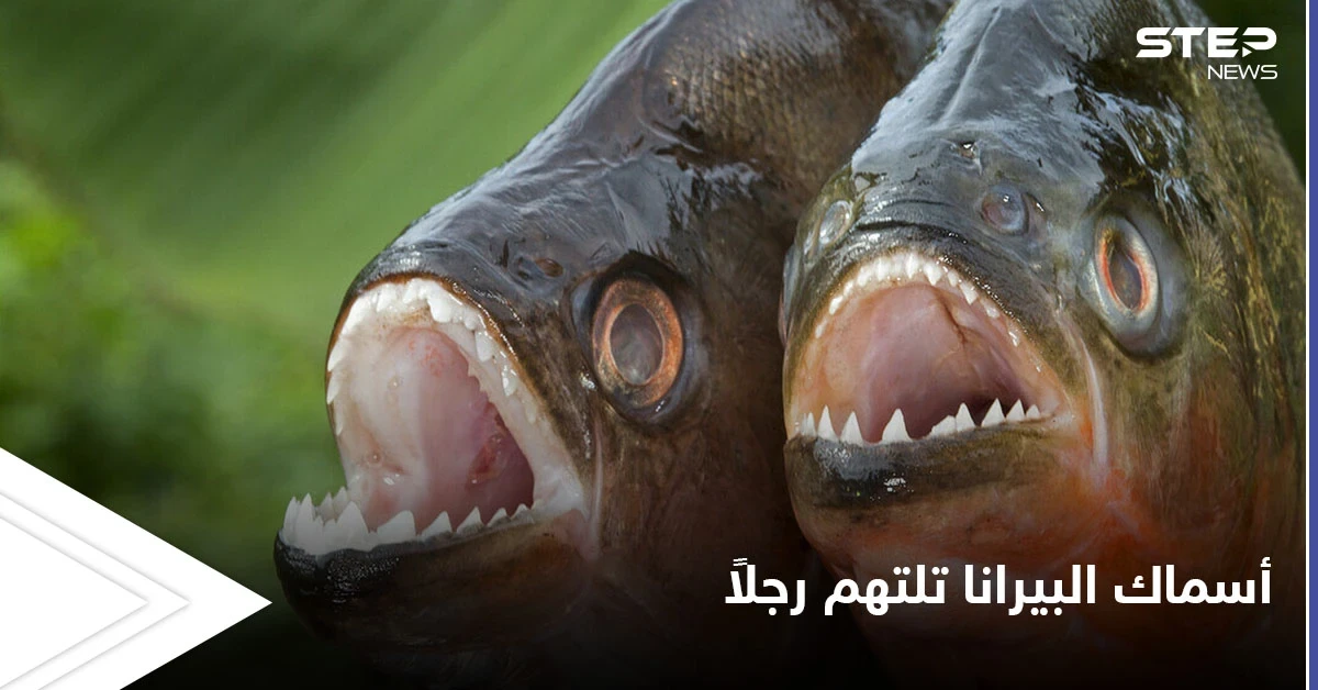 أسماك البيرانا الضارية تفترس صياداً هرب من النحل إلى البحيرة