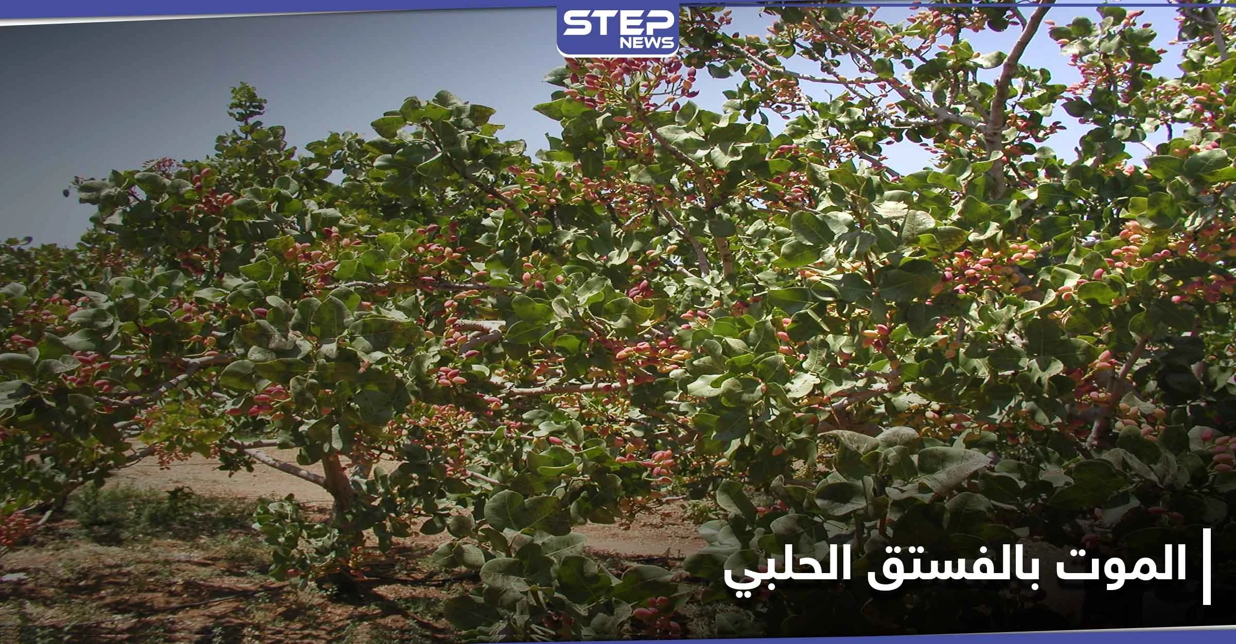 جندهم ضباط المخابرات لقطاف الفستق الحلبي.. مخلّفات الحرب تحصد الأرواح في ريف إدلب الجنوبي