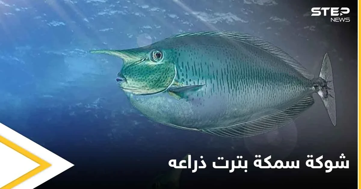 شاهد بالصور|| طاهٍ صيني يفقد ذراعه بسبب سمكة
