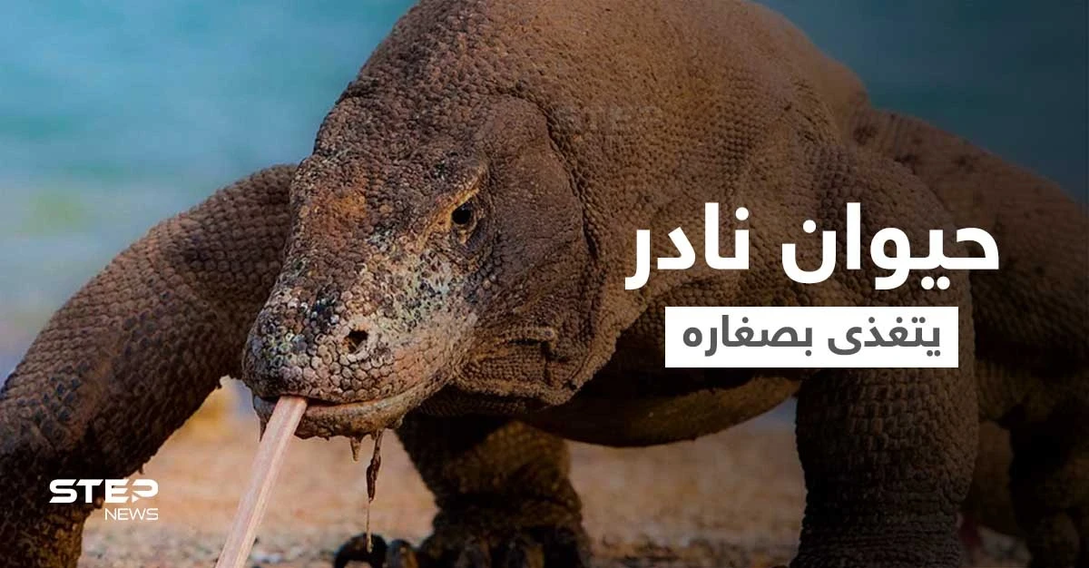 شاهد بالفيديو|| حيوان نادر مهدد بالانقراض لسانه متشعب وفمه مليء بالبكتيريا القاتلة... يأكل صغاره عندما يجوع