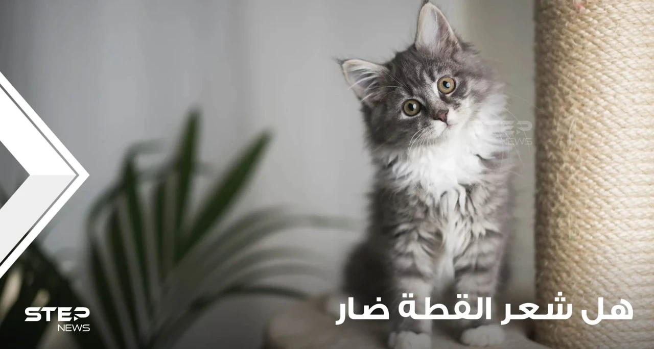 هل شعر القطط ضار؟ وكيف يمكن الحماية منه؟