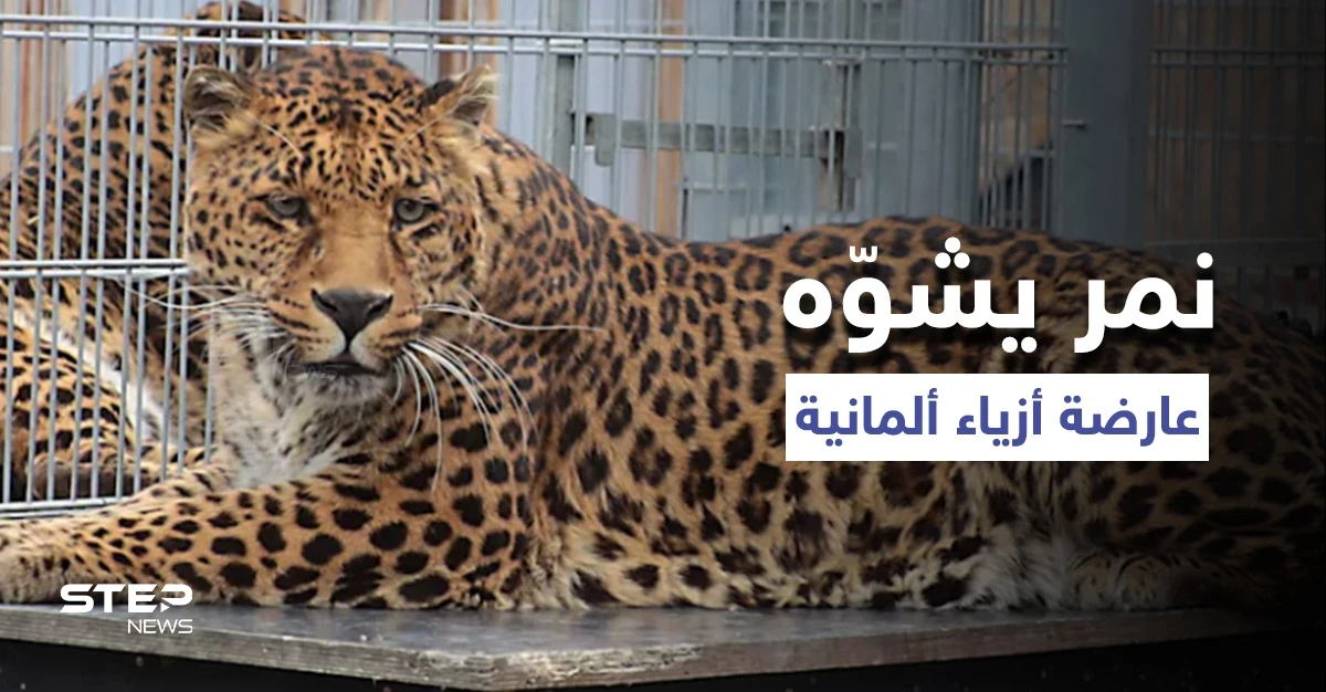 شاهد|| عارضة أزياء تتعرض لهجوم شرس من نمر خلال جلسة تصوير.. والسلطات الألمانية تفتح تحقيقاً