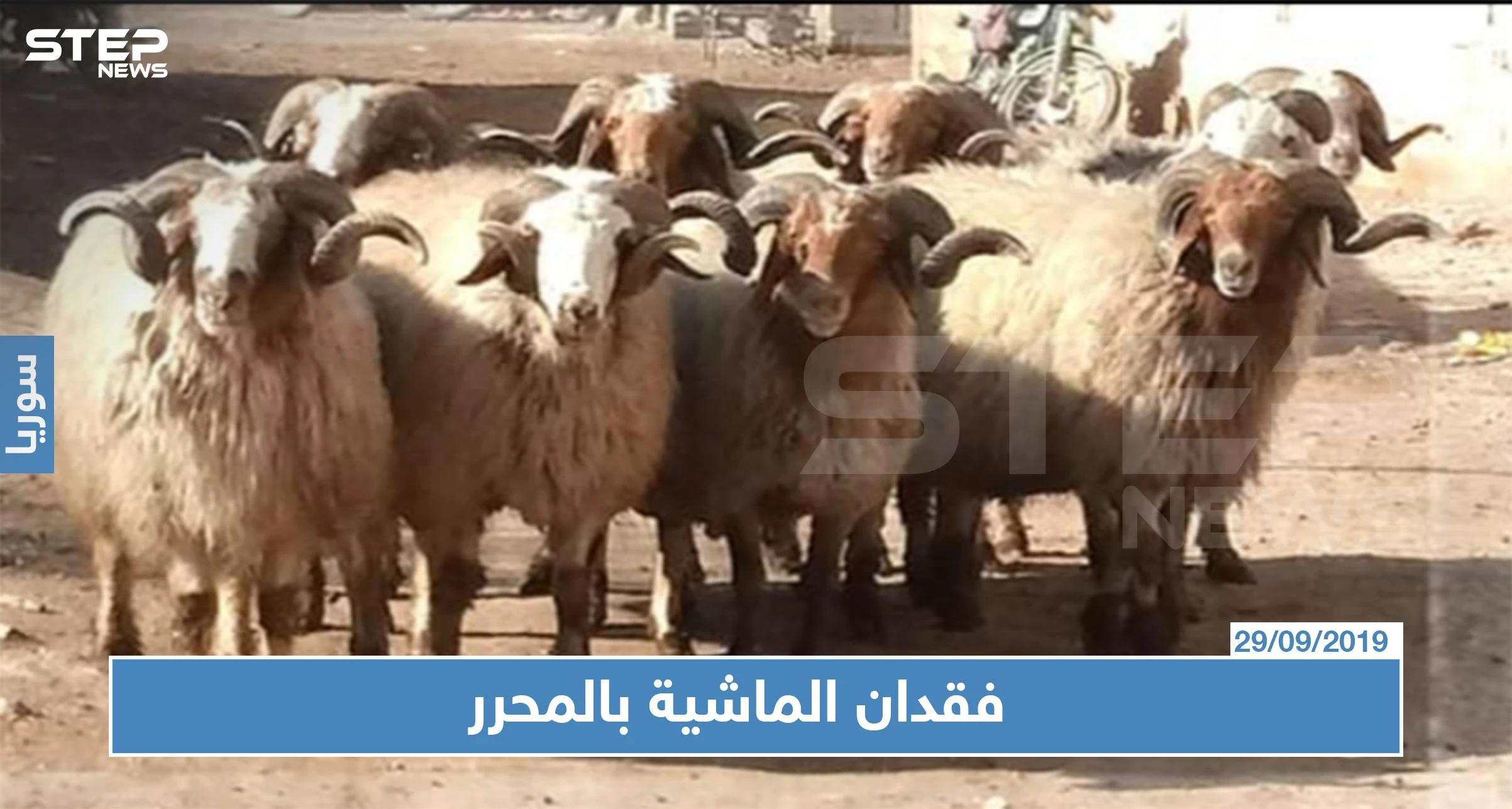 فقدان الماشية بالمناطق المحررة بسبب هيئة تحرير الشام؟