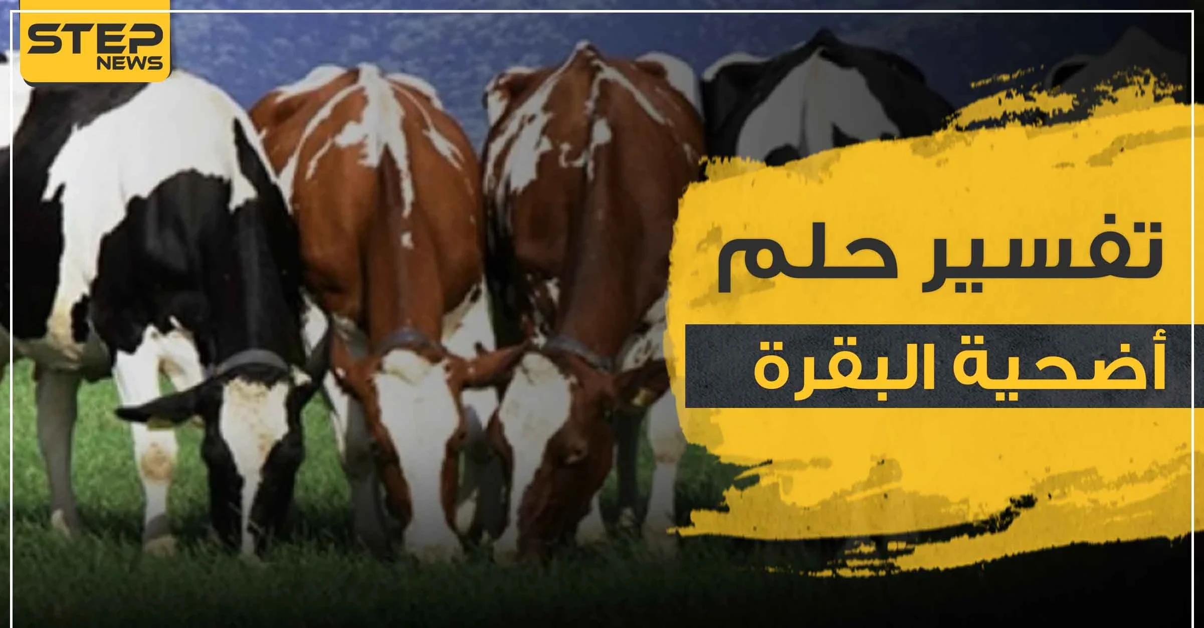  تفسير رؤية أضحية البقرة بالمنام وكذلك قطيع من الأبقار لجميع أفراد الأسرة