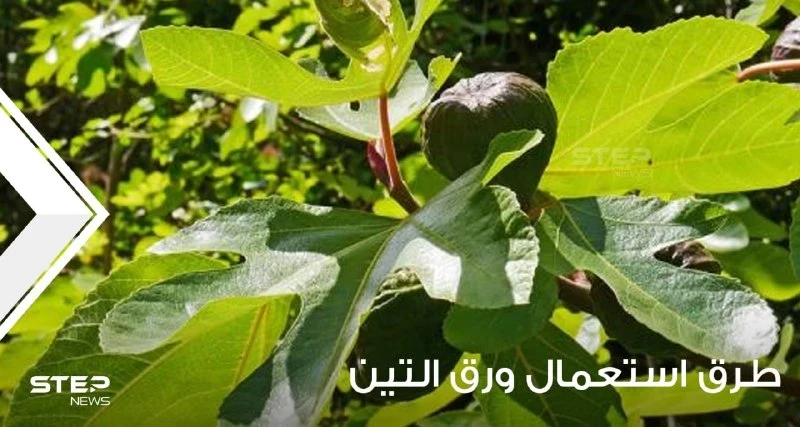 كيفية استخدام أوراق التين وماهي فوائده