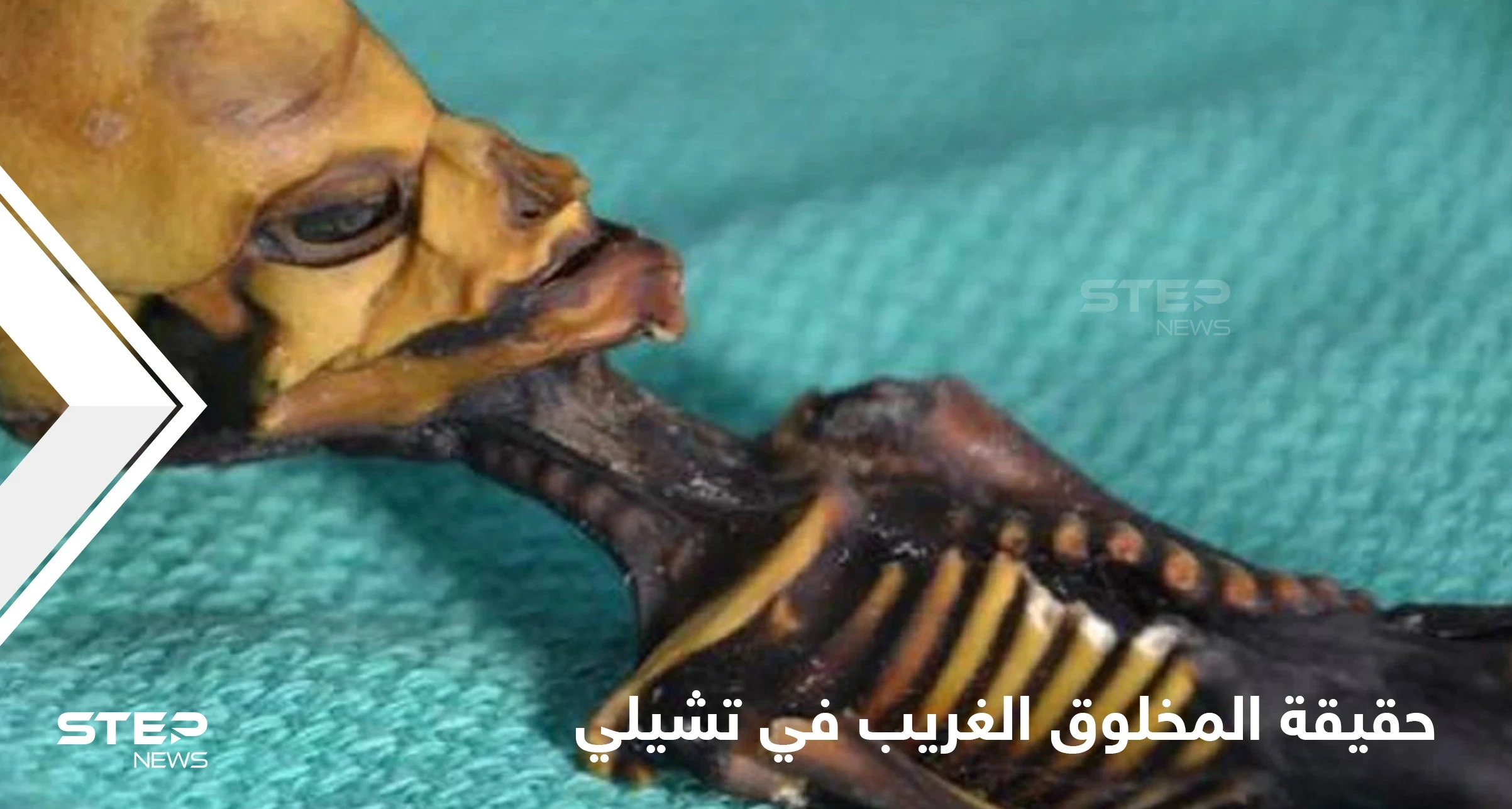 هل هو كائن فضائي ..الكشف عن حقيقة المخلوق الغريب الذي ظهر في تشيلي