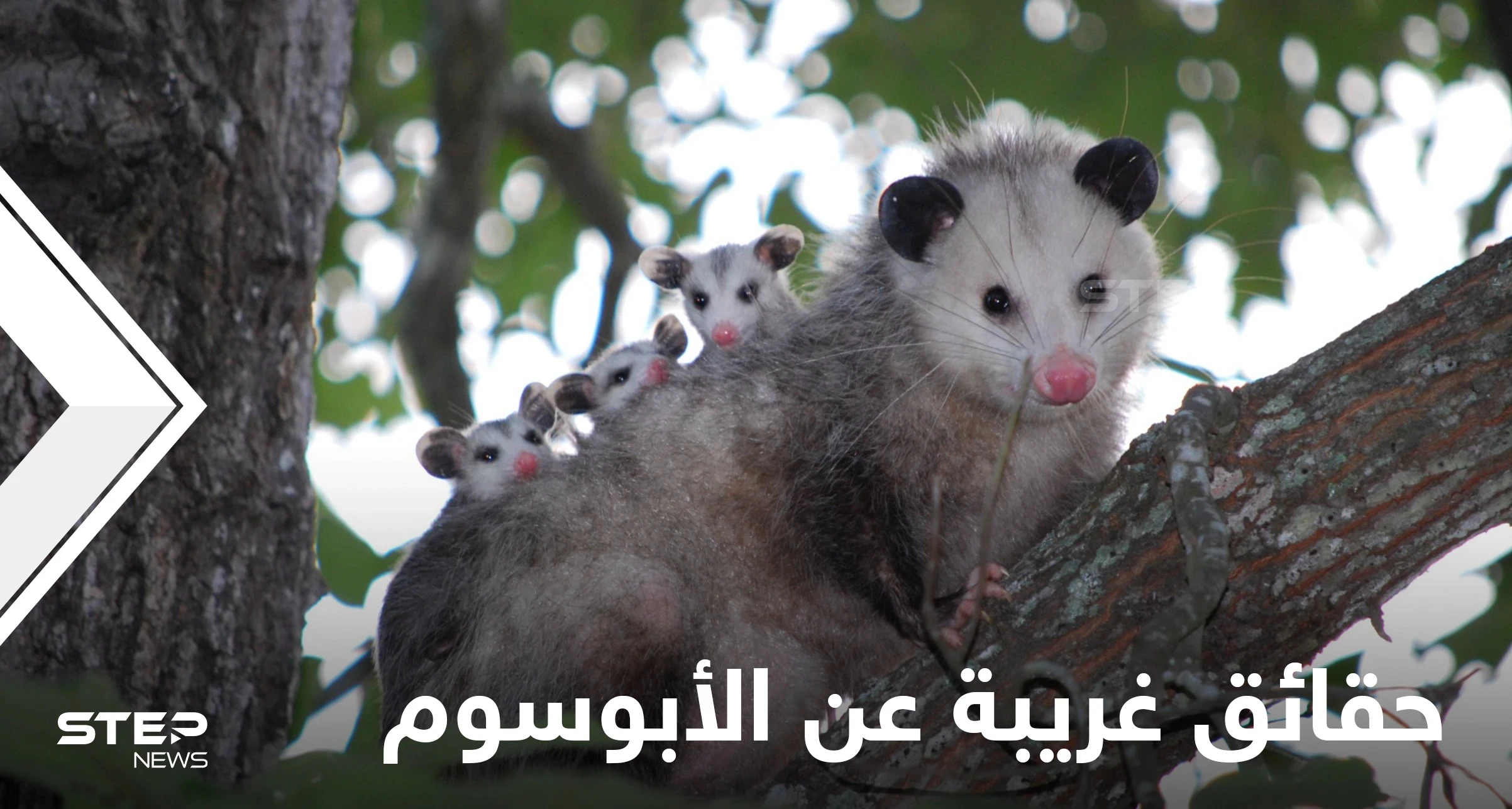 يحمل أطفاله في جرابه كالكنغر.. حقائق غريبة في حياة الأبوسوم