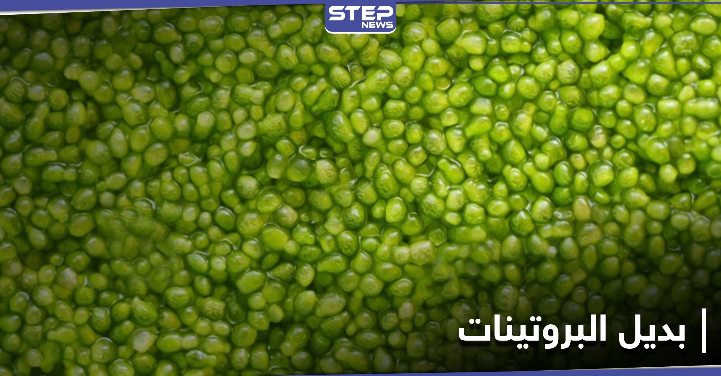 الكافيار الأخضر...نبتة الولفيا بديل ثوري عن البروتينات الحيوانية والأسرع نمواً على سطح الأرض