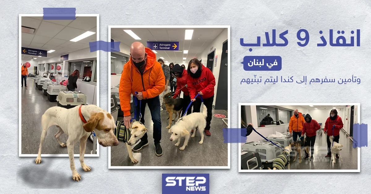 إنقاذ 9 كلاب في لبنان و تأمين سفرهم إلى كندا ليتم تبنّيهم
