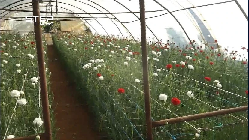 مشاتل الورود في إدلب مستمرة رغم التحديات والصعوبات التي تواجهها