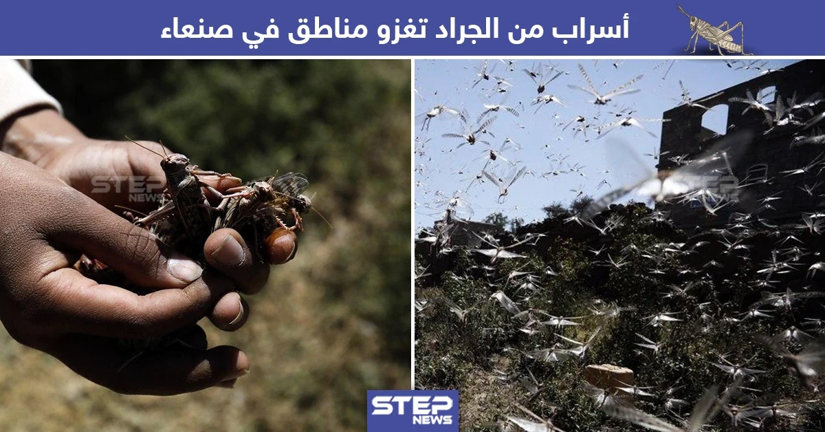 أسراب من الجراد تغزو مناطق صنعاء في اليمن