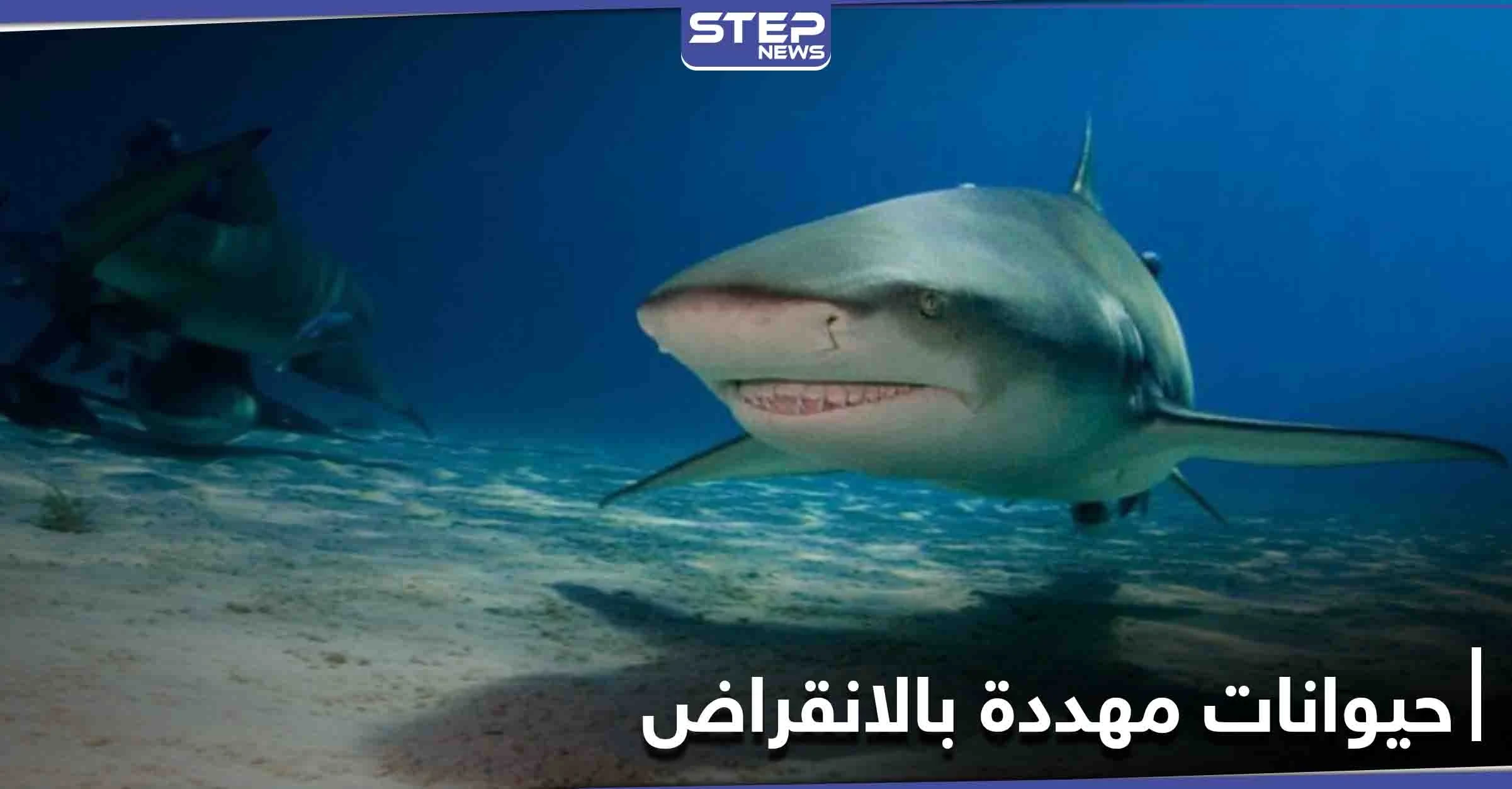 أسماك قرش الحوت المهدد بالانقراض تفاجئ العلماء بسرعة شفائها من الإصابات ودراسة تكشف السبب