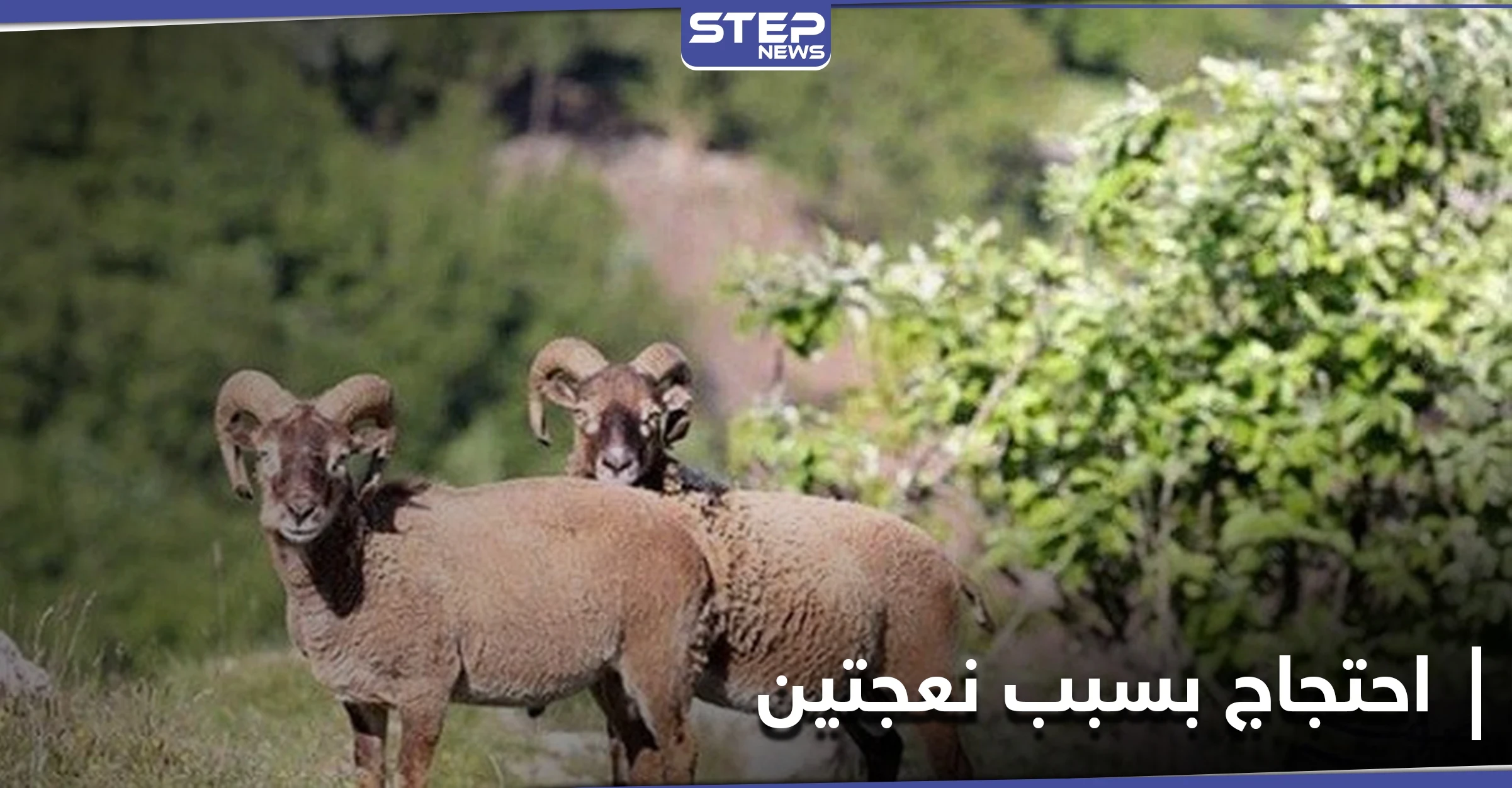 خاص|| نعجتان ودجاجتان تسببان احتجاجاً لدى زوجات قتلى الميليشيات الإيرانية بـ ديرالزور.. ما قصة العطية؟