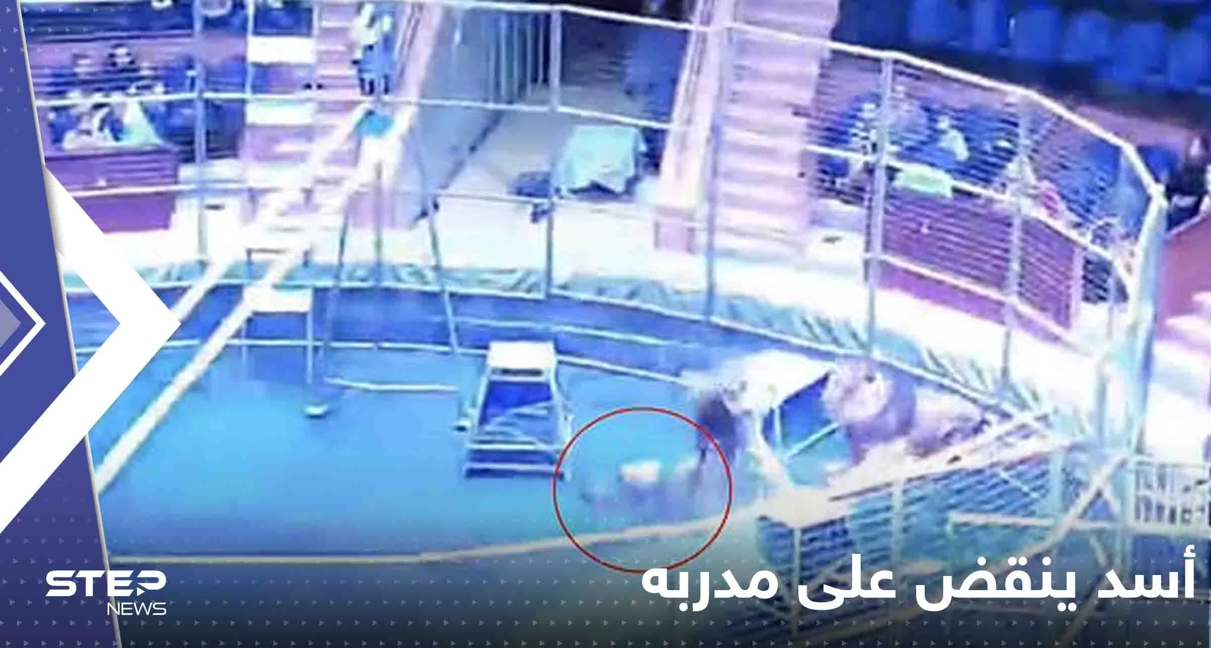 بالفيديو|| أسد ينقض على مدربه في سيرك روسي وزوجته تتحول لبطلة وتواجه الليث