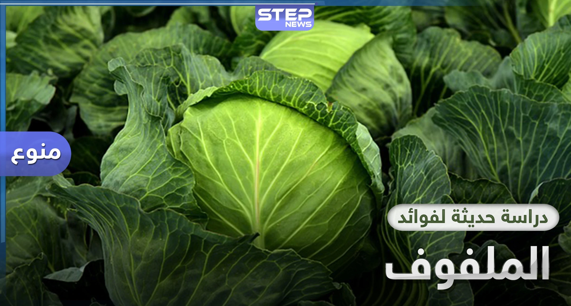 دراسة حديثة.. الملفوف مرتبط بنسبة وفيات أقل بفيروس كورونا المستجد