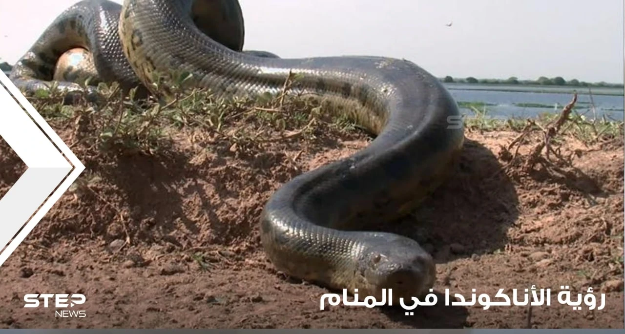 رؤية الأناكوندا في المنام وألوانه ولدغاته ودلالاته عند المعبرين