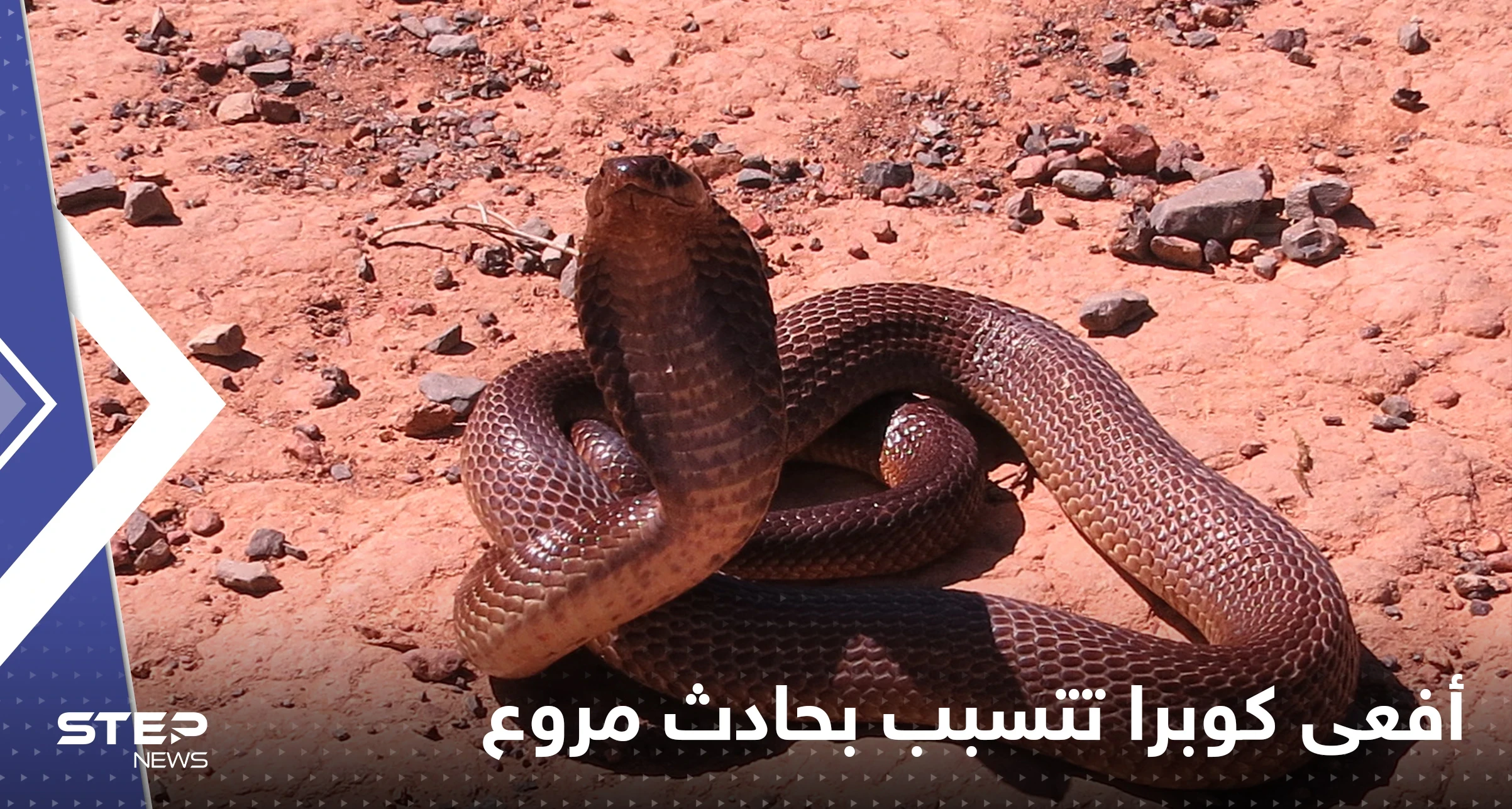 شاهد|| ما فعلته أفعى كوبرا بعدة سيارات في ليبيا