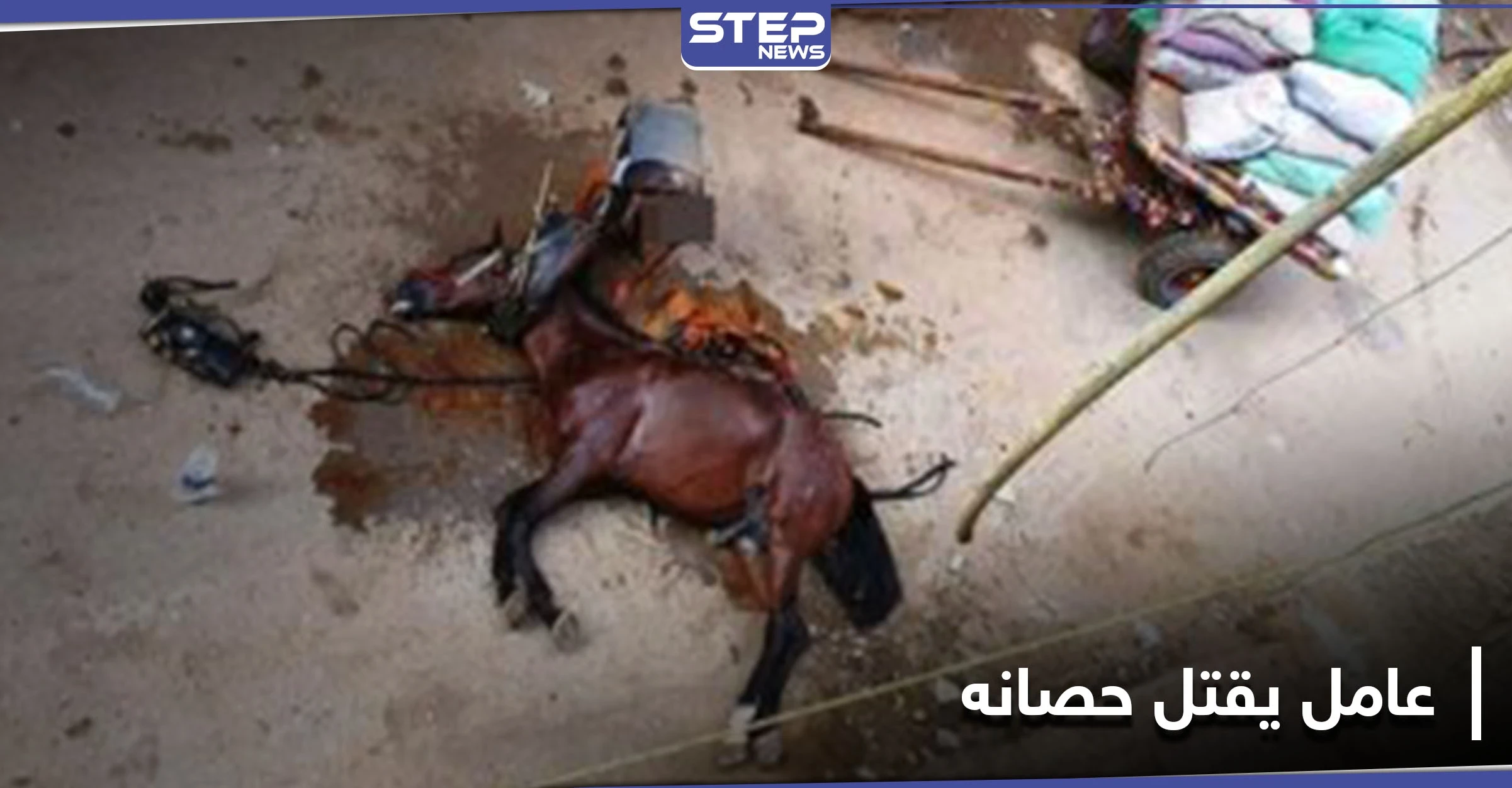 شاهد || مصري يقتل حصانه بـ"مطرقة" في القاهرة