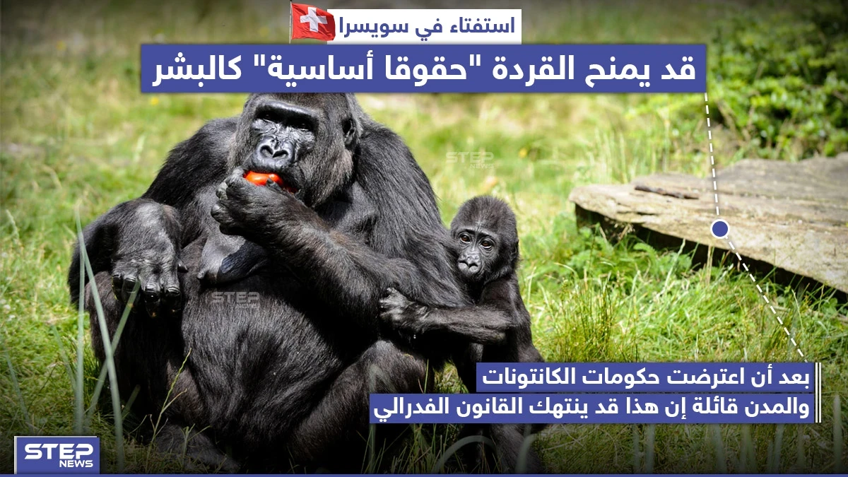 استفتاء في سويسرا يَمنح القردة "حقوقاً أساسية" كالبشر