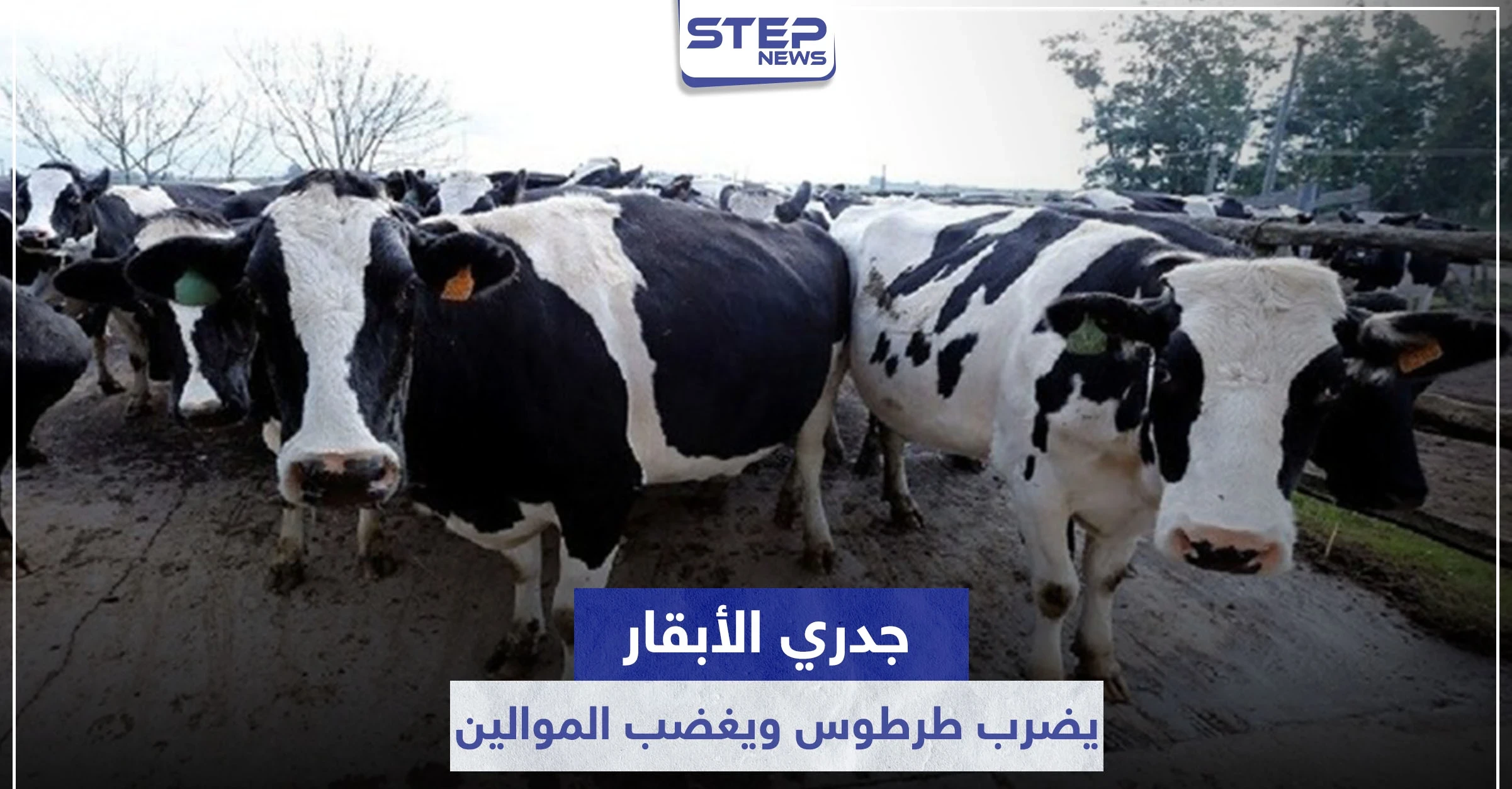 شاهد|| جدري الأبقار يضرب طرطوس.. وتعويضات لا تعادل ثمن كيلو لحم تثير غضب الموالين