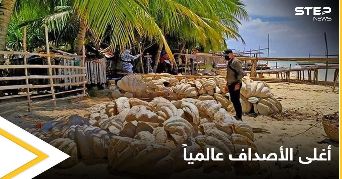 القبض على جامعي أصداف عملاقة تجاوز ثمنها 25 مليون دولار في الفلبين وهذه تفاصيل الحادثة