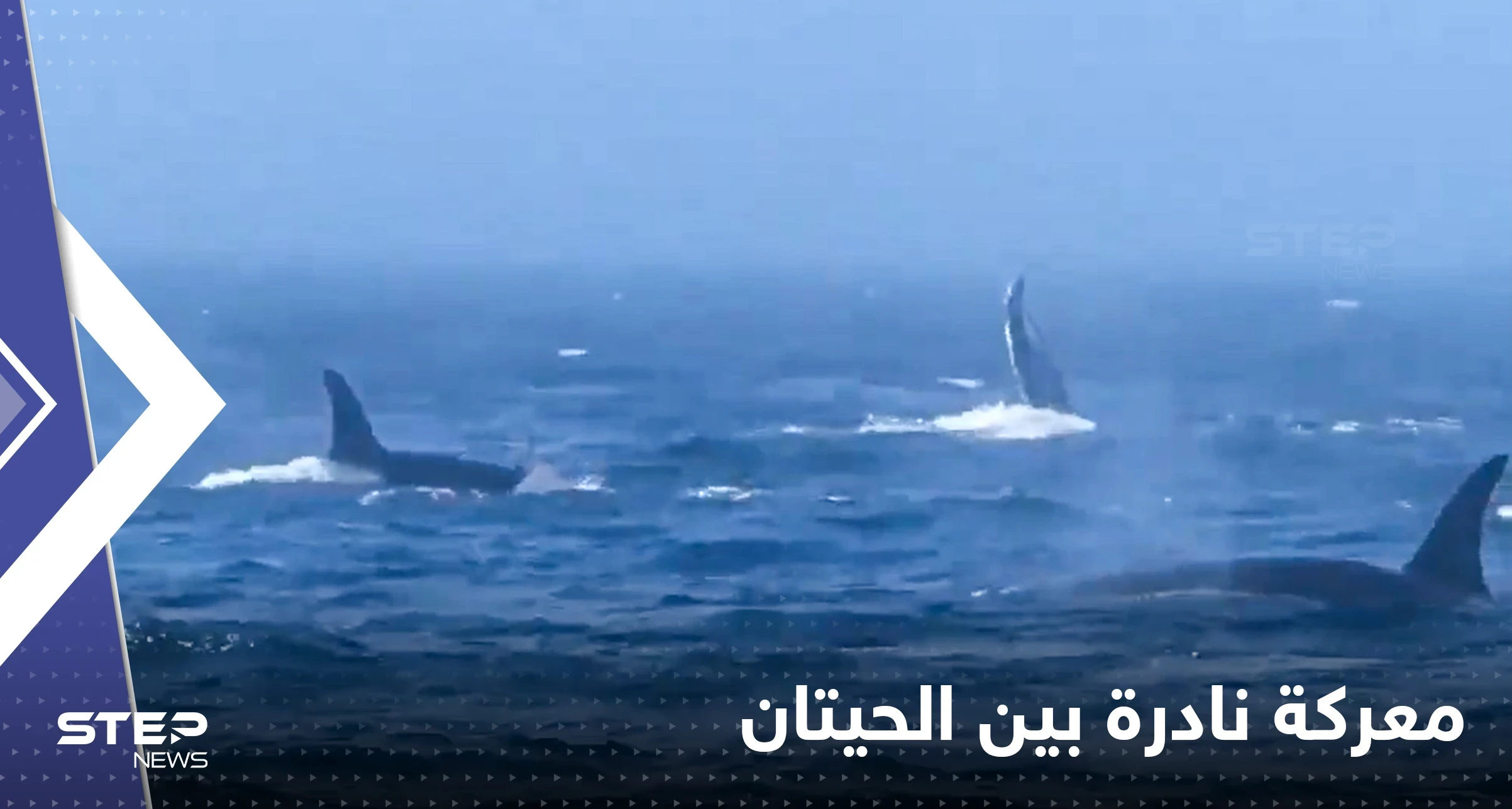 "مشاهد لا تصدق".. معركة نادرة بين نوعين من الحيتان تخللها صفعات وصراخ