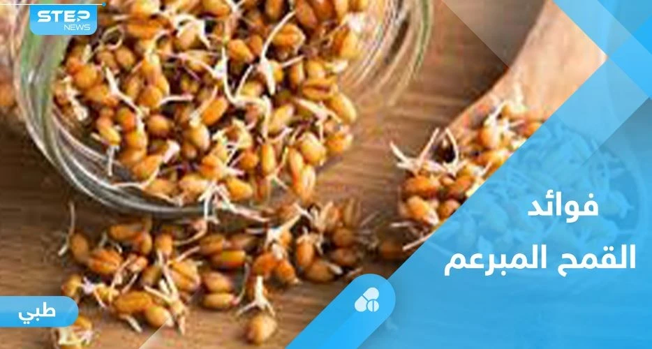 القمح المبرعم.. فوائد كثيرة وقيمة غذائية عالية