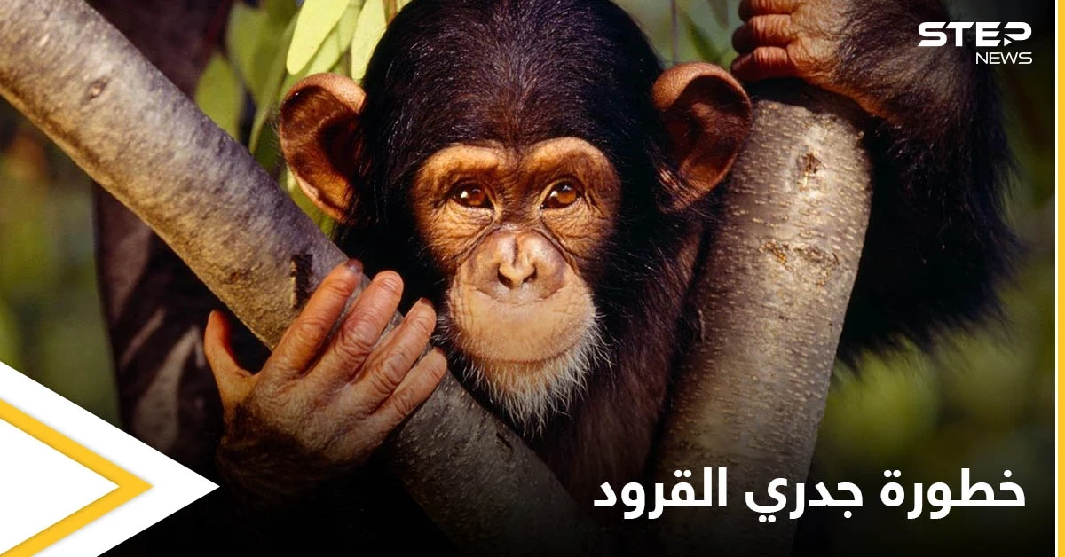 البحث عن 200 شخص في أمريكا خوفاً من إصابتهم بمرض جدري القرود ومصادر تكشف خطورته