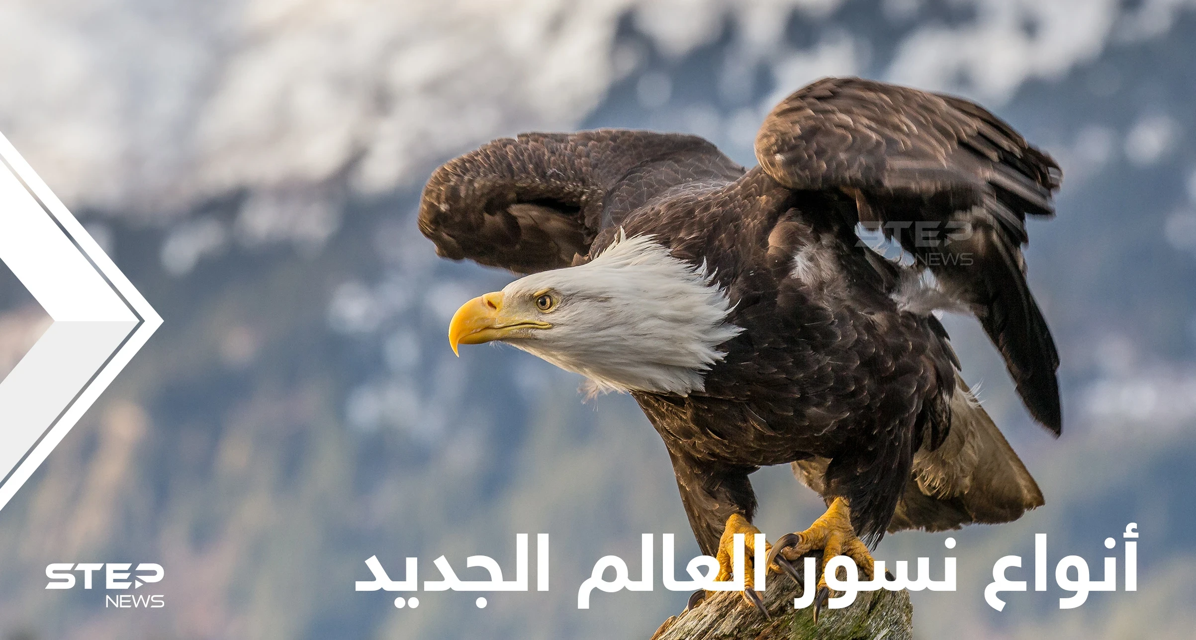 شاهد|| 7 أنواع مدهشة من نسور العالم الجديد بعضها مهدد بالانقراض