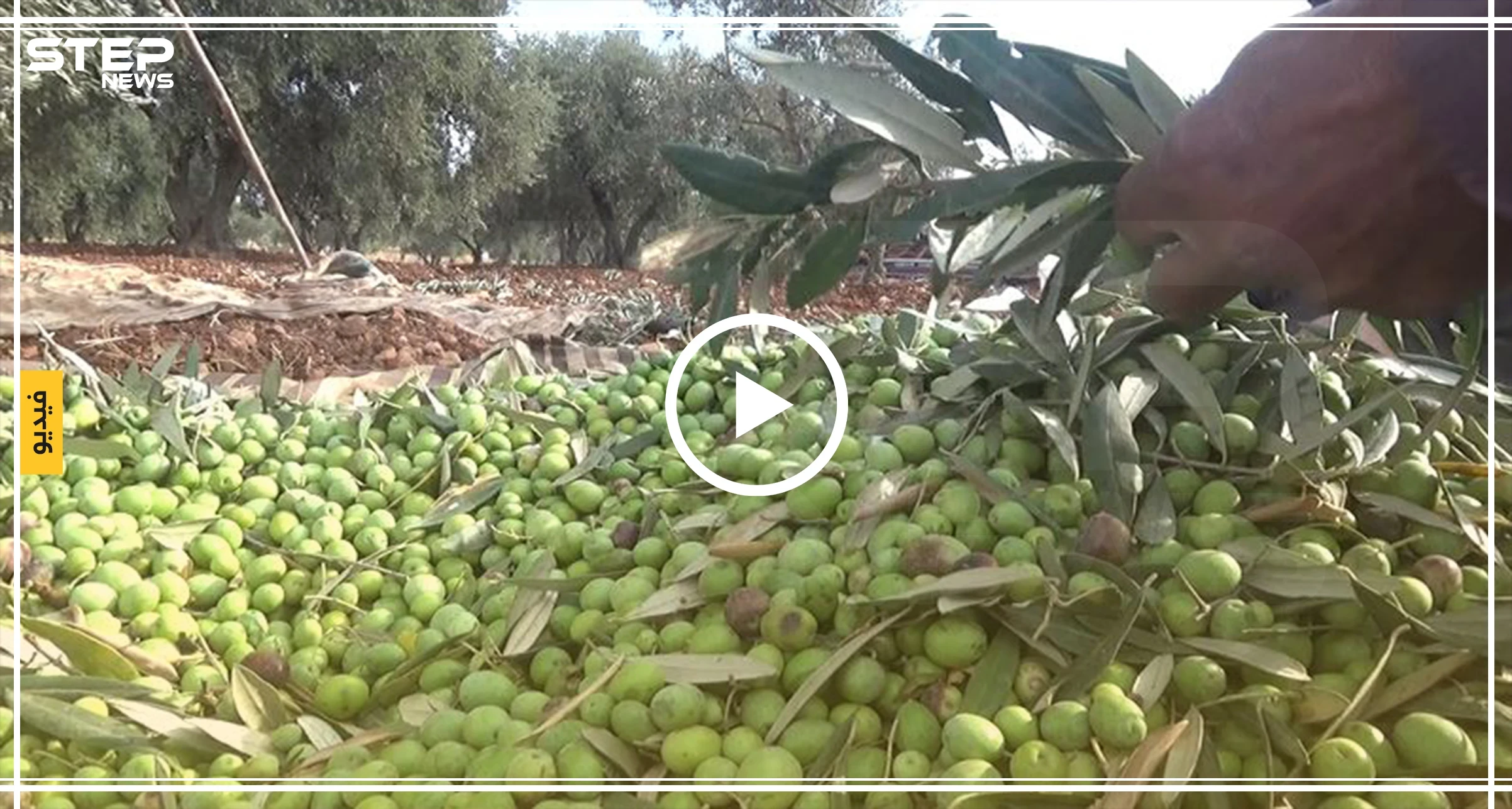 عدسة ستيب ترصد بدء موسم قطاف الزيتون في إدلب وسط صعوبات كبيرة يواجهها المزارعون هذا العام