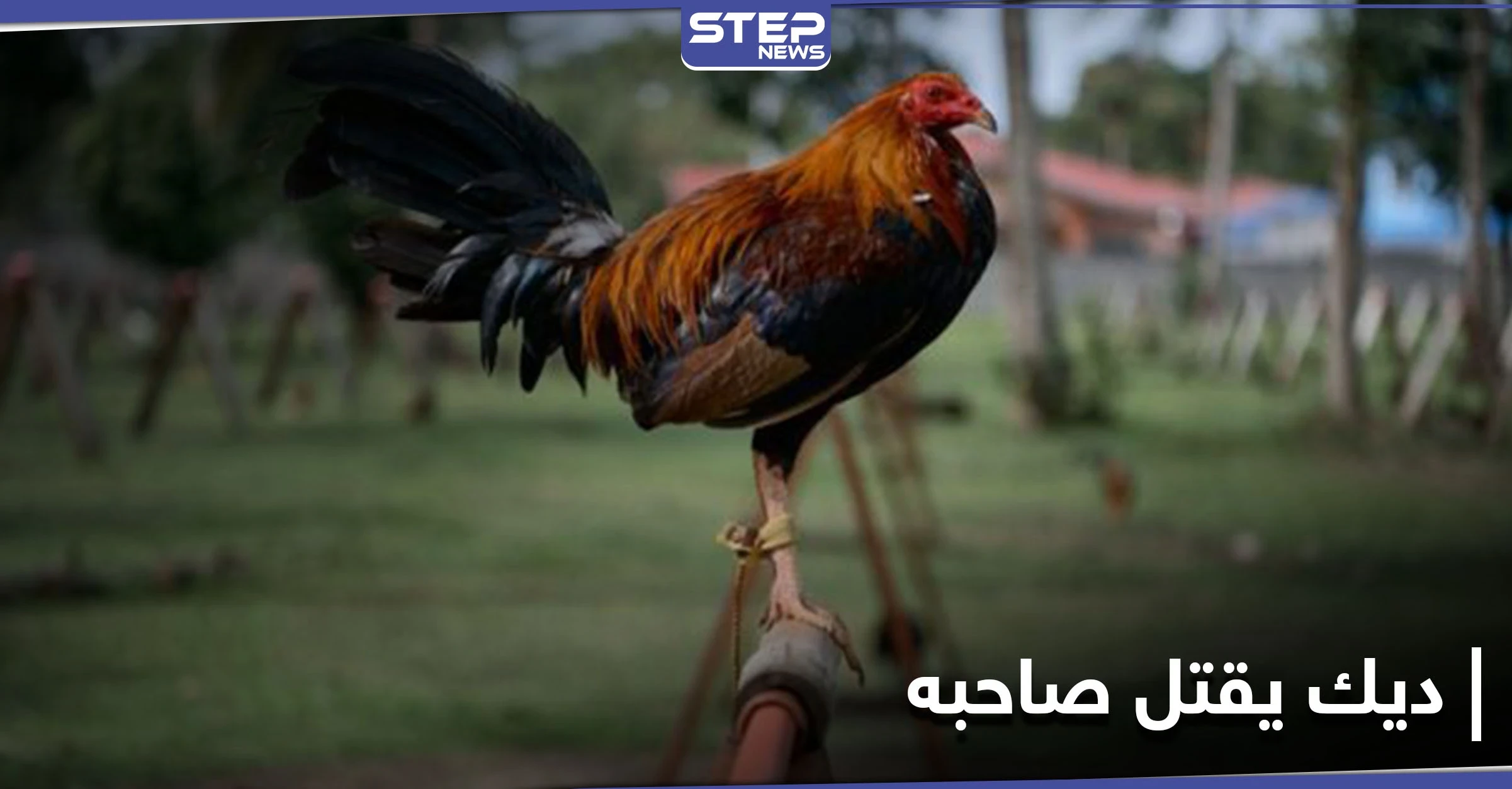 انقلب السحر على الساحر.. ديك مصارعة يقتل صاحبه طعناً بالهند والشرطة تتحفظ عليه بمركزها