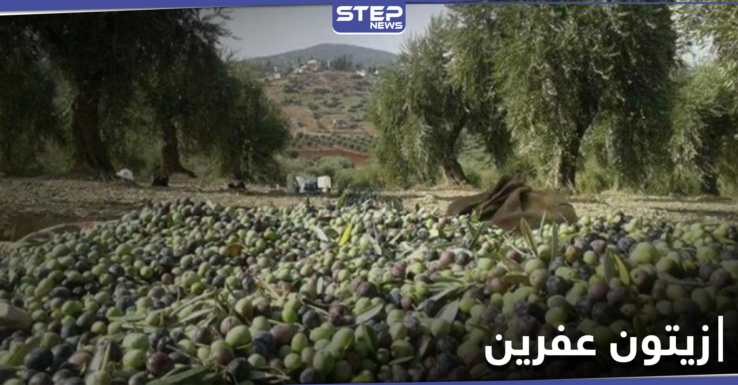 خاص|| فرض إتاوات على موسم زيتون أهل عفرين والرافض يُعاقب بقلع أشجاره