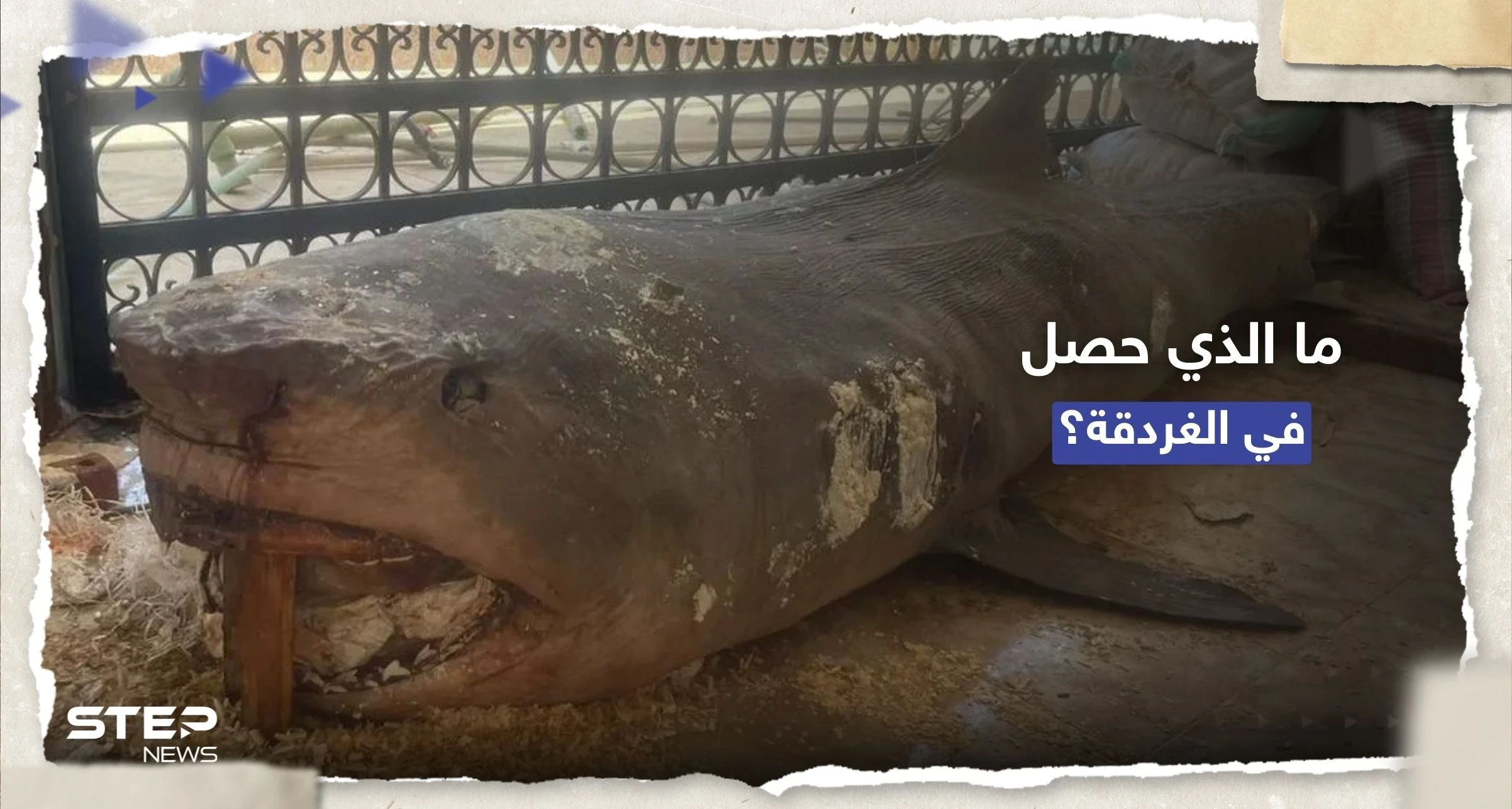 "القرش لا يُهاجم إلا نادراً".. عالمة تُجيب على 3 أسئلة تُفسّر حادثة الغردقة