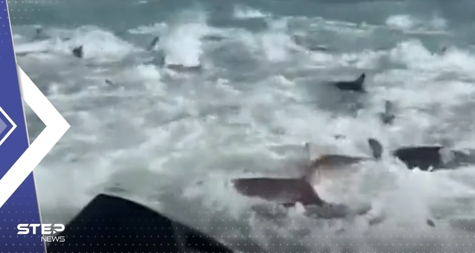 فيديو "مرعب" لمئات من أسماك القرش وهي تحاصر صيادين بأمريكا